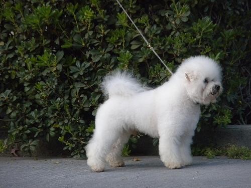 MULTICAMPEON PEDIGREE AZUL INTERNACIONAL EN VENTA $$$
